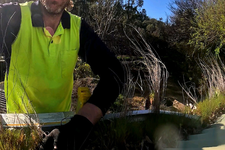 Grass thriving in merimbula gutters, cleaner poised to work.