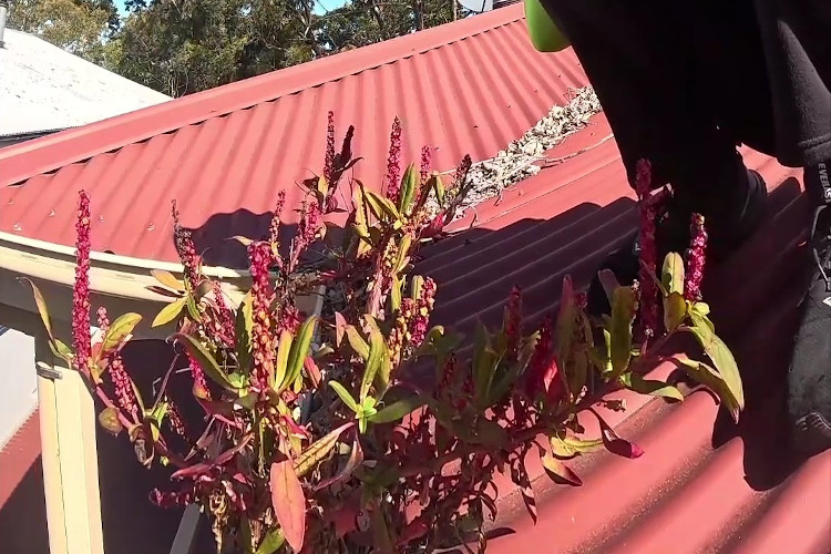 Crimson plants bursting forth from the gutters, setting the stage for cleaning.