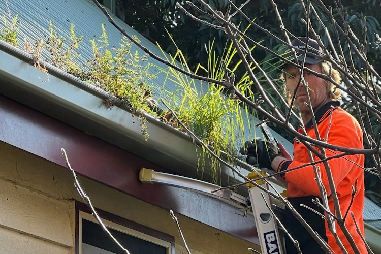 Seasoned expert in gutter cleaning in merimbula makes direct eye contact through the vibrant gutter plant growth.