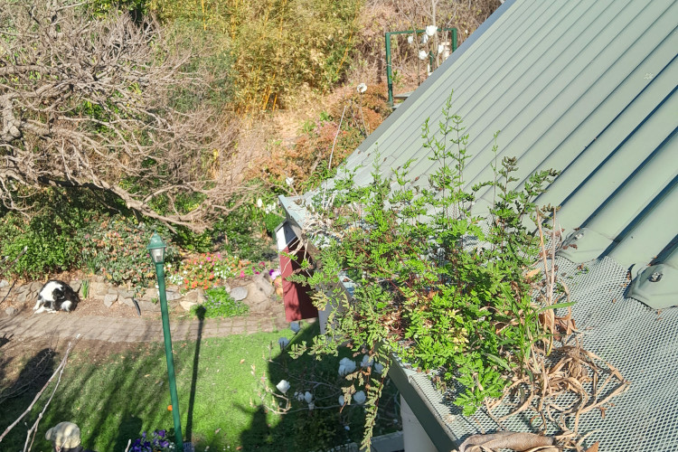 Abundant vegetation emerges from a gutter guard in merimbula, signifying the need for cleaning.