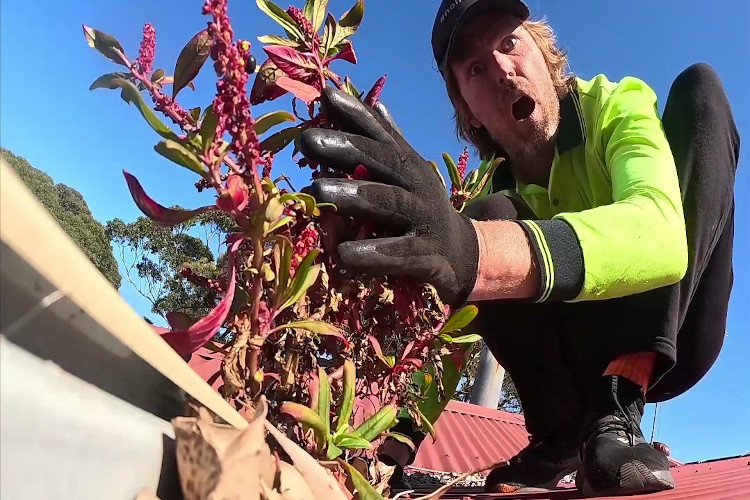 merimbula gutter cleaner in total amazement at the sight of stunning plants flourishing from the guttering.