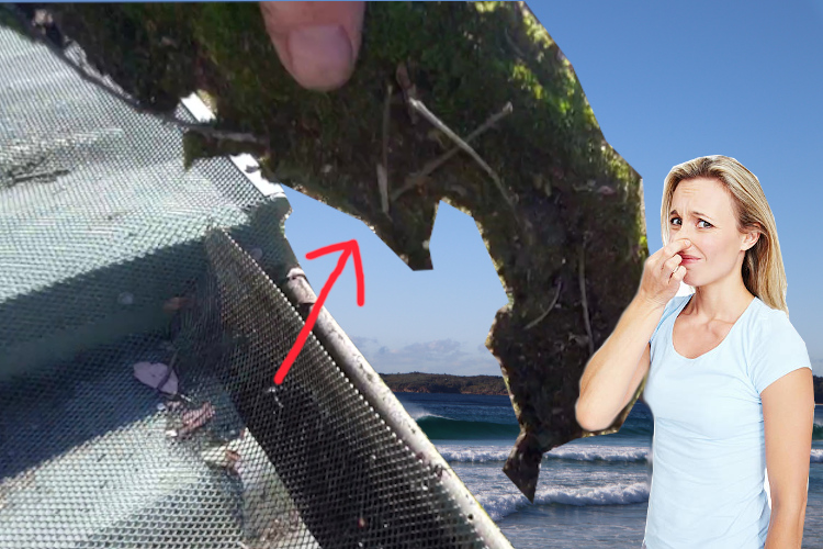 Woman`s Odor Reaction During Moss Removal by merimbula Gutter Cleaning Service Under Gutter Guard