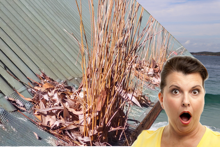 merimbula Woman Taken Aback by Gutter Guards Overrun with Plants